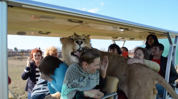 猫みたいに観光客と馴れ合うライオン