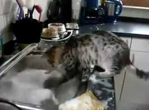 お皿洗いを手伝う猫