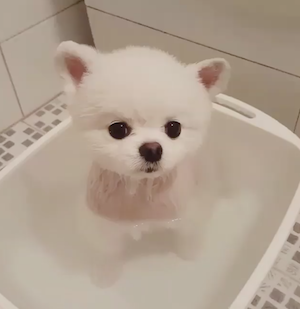 可愛すぎるポメラニアンのお風呂