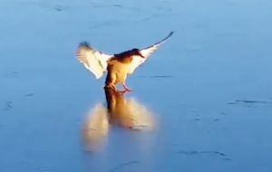 氷にスライドして着地する鳥