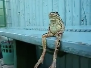 人間みたいに座るカエル
