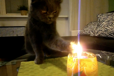 蝋燭が気になる猫
