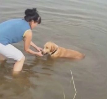 素手で魚を捕まえる犬