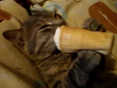 アイスクリームを舐める猫
