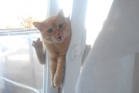 窓に挟まっちゃった猫