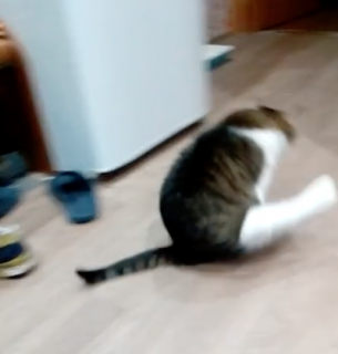 トイレの後に変な歩き方をする猫