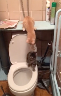 仲間の猫をトイレに落とす猫