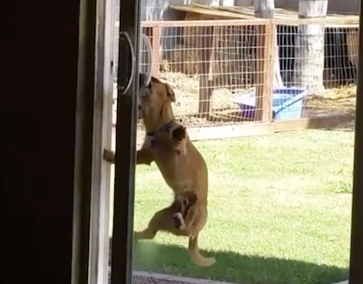 賢く窓を開ける犬