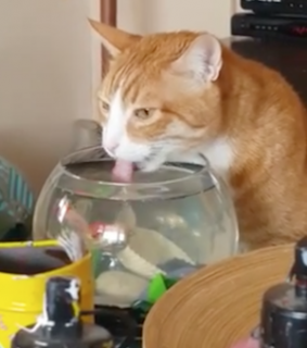 金魚鉢の水を飲む猫