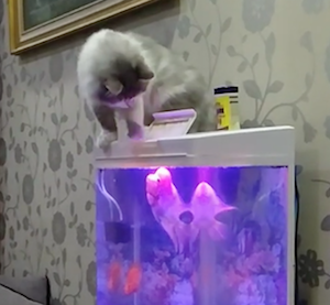 魚にビックリしすぎな猫