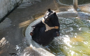 ゆっくり水に落ちる熊