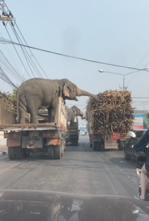隣のトラックから餌を盗む象