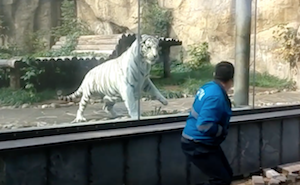 動物園の客をガラス越しに食べようとする虎