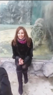 動物園の虎にガラス越しに襲われる女性