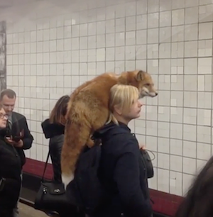 狐を連れて電車に乗る女性
