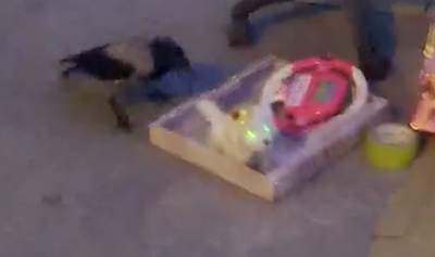 おもちゃの犬を戦う鳥