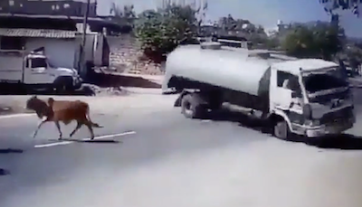 道路の牛をギリギリ避ける運転手