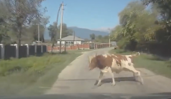 突然飛び出してきた牛と車が衝突