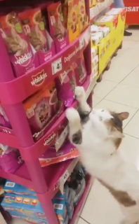 スーパーでおねだりする猫