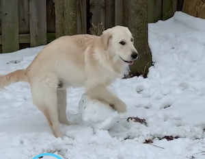 雪だるまを作る犬