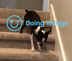 階段を後ろ向きに駆け上る犬