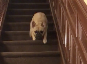 高速で階段を降りる犬
