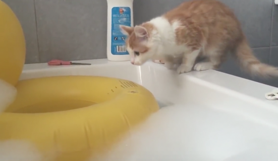 自らお風呂に飛び込んで後悔する猫