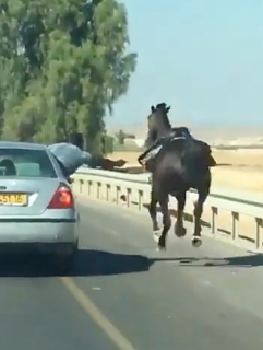 路上で馬の訓練