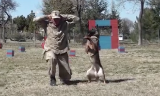 訓練する犬