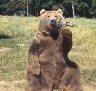 おねだりする熊