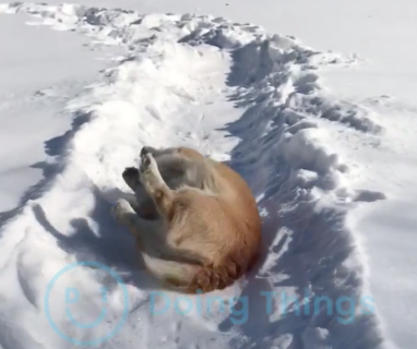 雪の上で変な滑り方をする犬