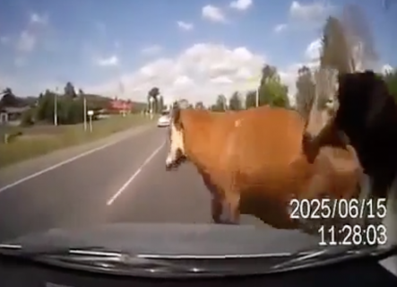 突然道路に飛び出す牛