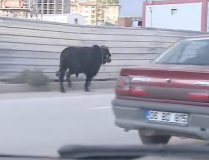 町を逃げ回る牛