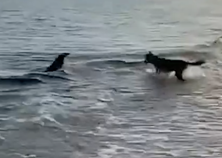 イルカに大興奮な犬
