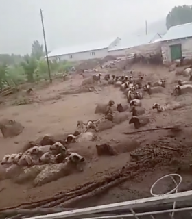 トルコの洪水で流される羊