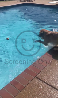 水をかいてボールを取る賢い犬