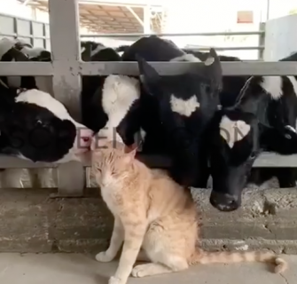 牛に愛されまくる猫