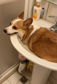 洗面台にフィットする犬