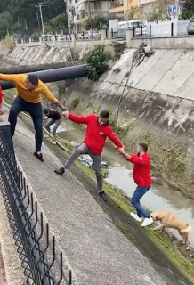 人間の鎖で犬を川から救出