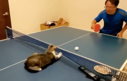 卓球が上手な猫