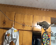 ジャンプ成功も破壊する猫