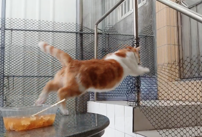 地味にジャンプ失敗する猫