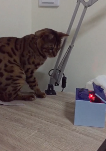 箱のおもちゃにびっくりして落下する猫