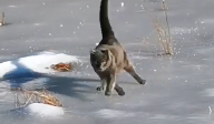 氷の上を頑張って歩く猫