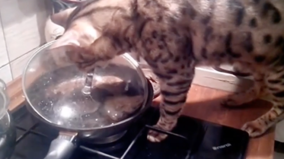 鍋蓋と猫の戦い
