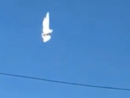 空中で停止する謎の鳥