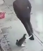 猫に攻撃されて自爆する男