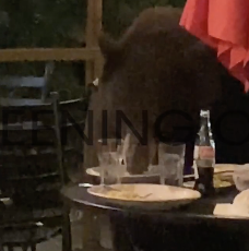 レストランで盗み食いする熊