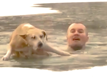 真冬の水溜りに落ちた犬を助ける男