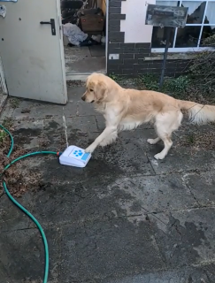 何回押しても水が飲めない犬